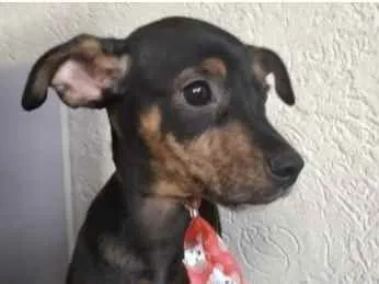 Cachorro ra a SRD  idade 2 a 6 meses nome Pítico 