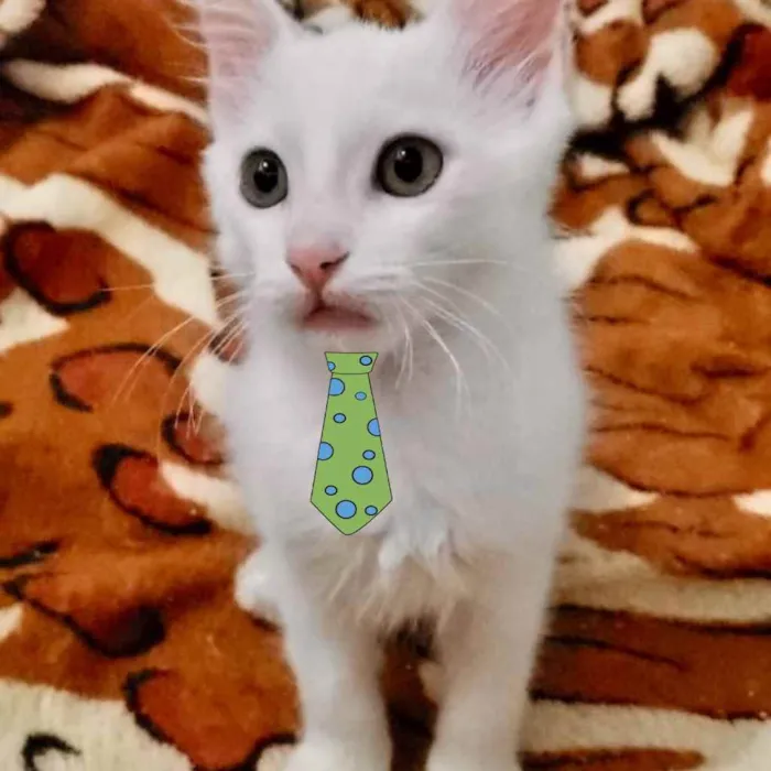 Gato ra a SRD idade Abaixo de 2 meses nome Jimmy 