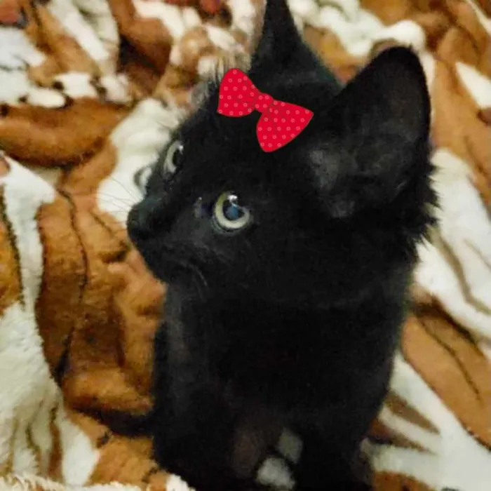 Gato ra a SRD idade Abaixo de 2 meses nome Belinha 