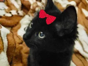 Gato raça SRD idade Abaixo de 2 meses nome Belinha 