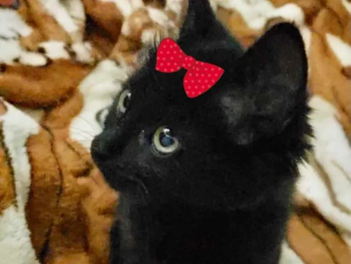 Gato ra a SRD idade Abaixo de 2 meses nome Belinha 
