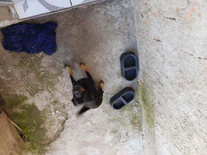 Cachorro raça Vira-lata idade 1 ano nome Meg