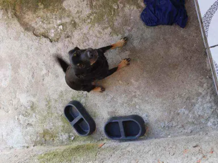Cachorro raça Vira-lata idade 1 ano nome Meg