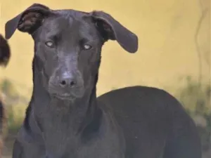 Cachorro raça  idade 7 a 11 meses nome Dandara Filhote