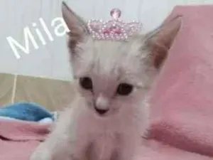 Gato raça SRD idade Abaixo de 2 meses nome Mila 