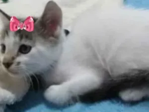 Gato raça SRD idade Abaixo de 2 meses nome Futrica 