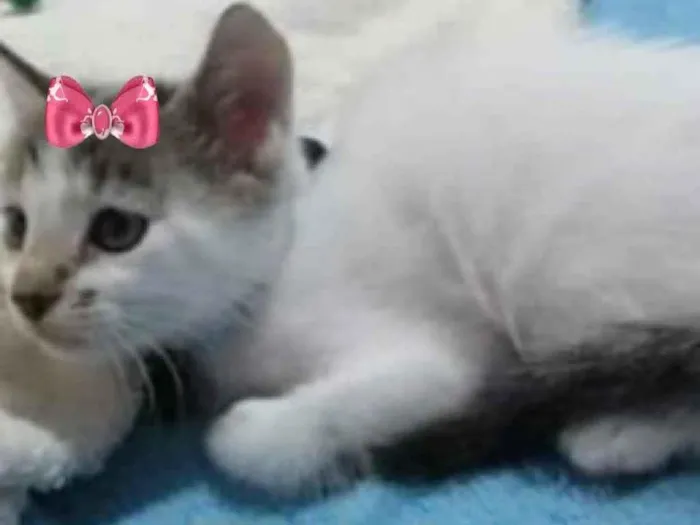 Gato ra a SRD idade Abaixo de 2 meses nome Futrica 