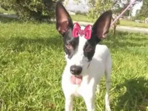 Cachorro raça Mestiça  idade 1 ano nome Cristal 