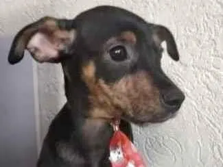 Cachorro ra a SRD  idade 2 a 6 meses nome Pítico 