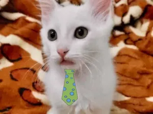 Gato raça SRD idade Abaixo de 2 meses nome Jimmy 