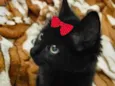 Belinha 