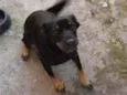 Meg