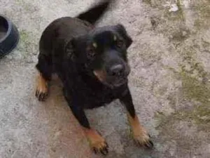 Cachorro raça Vira-lata idade 1 ano nome Meg