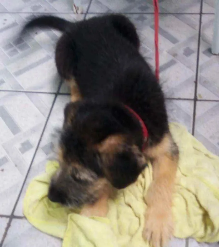 Cachorro ra a Misturado  idade 2 a 6 meses nome Sem nome