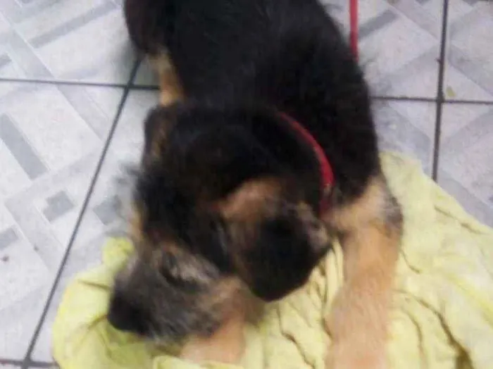 Cachorro ra a Misturado  idade 2 a 6 meses nome Sem nome
