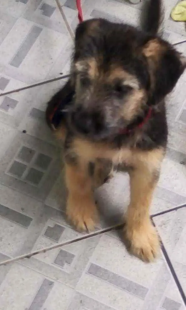 Cachorro ra a Misturado  idade 2 a 6 meses nome Sem nome