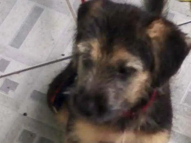 Cachorro ra a Misturado  idade 2 a 6 meses nome Sem nome
