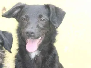 Cachorro raça  idade 2 a 6 meses nome Luisa Filhotinha