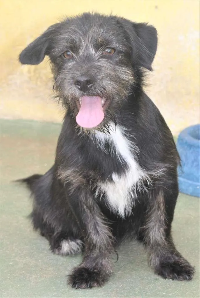 Cachorro raça  idade 2 a 6 meses nome Gabriel Filhotinho