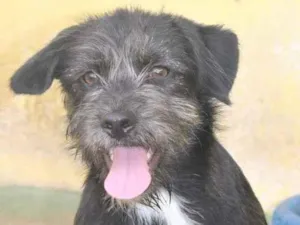 Cachorro raça  idade 2 a 6 meses nome Gabriel Filhotinho