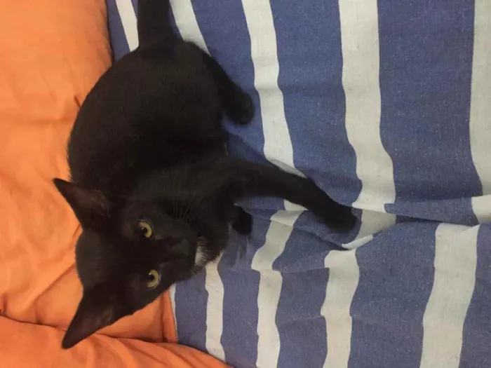 Gato ra a Não definida  idade 2 a 6 meses nome .