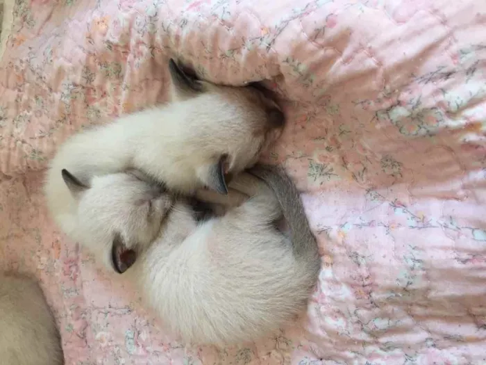 Gato ra a Não definida idade 2 a 6 meses nome .