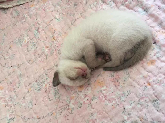 Gato ra a Não definida idade 2 a 6 meses nome .