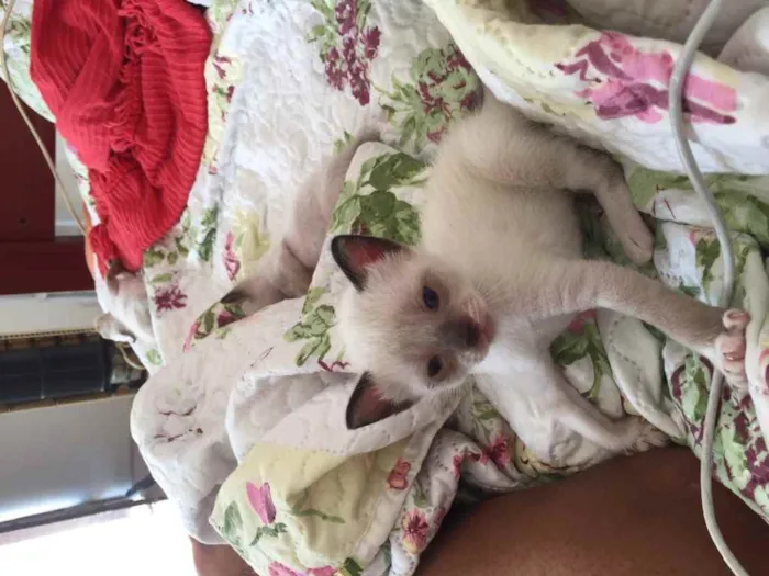 Gato ra a Não definida idade 2 a 6 meses nome .