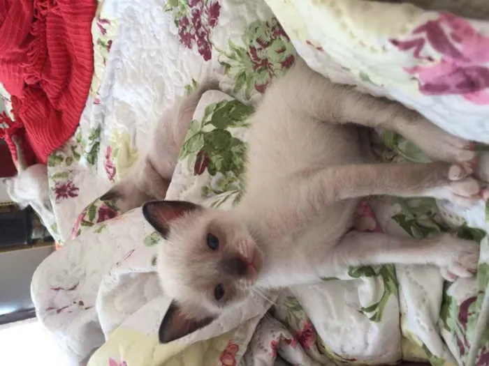 Gato ra a Não definida idade 2 a 6 meses nome .