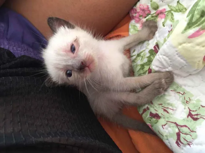Gato ra a Não definida idade 2 a 6 meses nome .