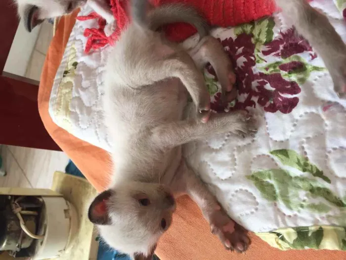 Gato ra a Não definida idade 2 a 6 meses nome .