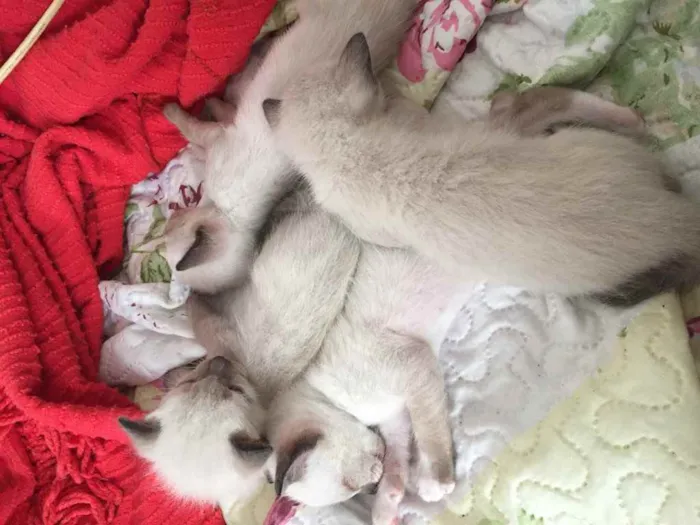 Gato ra a Não definida idade 2 a 6 meses nome .