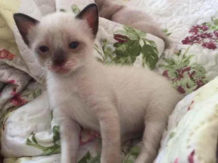 Gato ra a Não definida idade 2 a 6 meses nome .