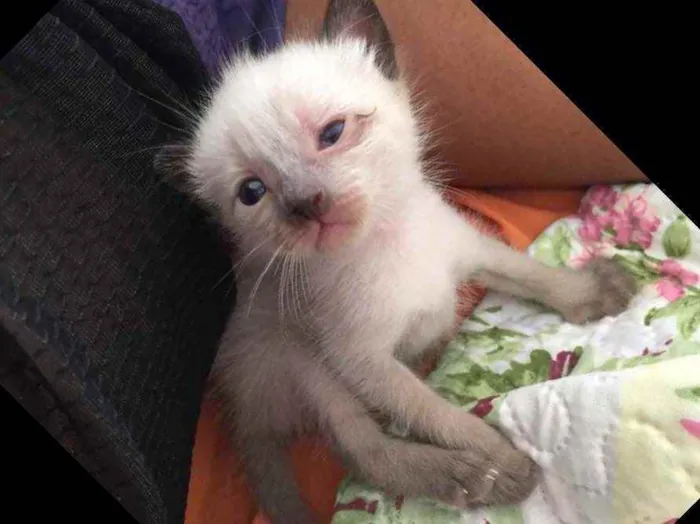 Gato ra a Não definida idade 2 a 6 meses nome .