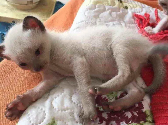 Gato ra a Não definida idade 2 a 6 meses nome .