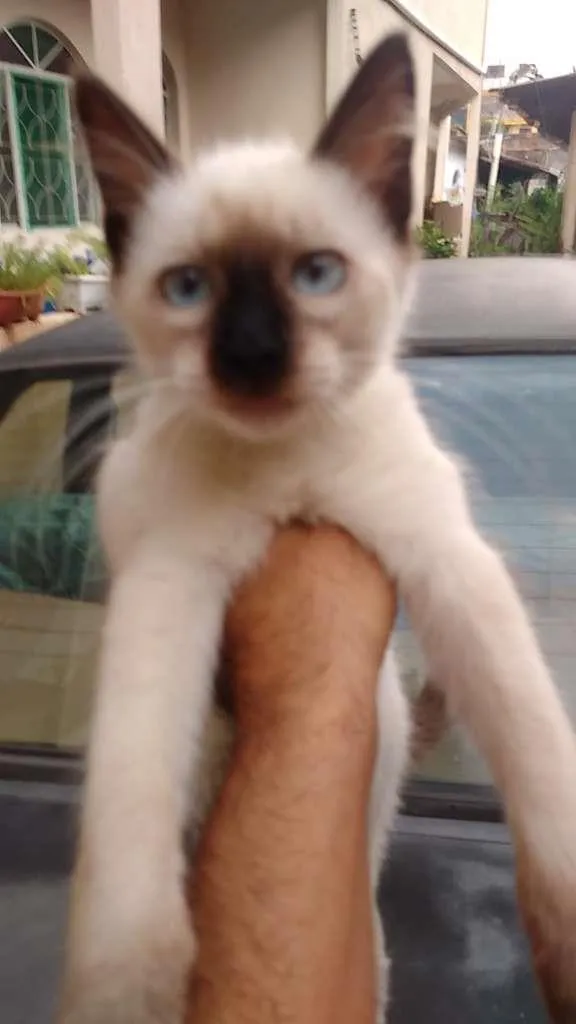 Gato raça seames idade 2 a 6 meses nome sem nome