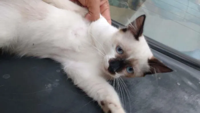 Gato raça seames idade 2 a 6 meses nome sem nome