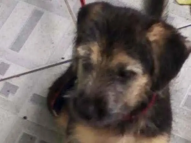 Cachorro ra a Misturado  idade 2 a 6 meses nome Sem nome