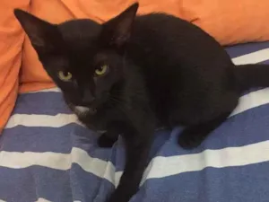 Gato raça Não definida  idade 2 a 6 meses nome .