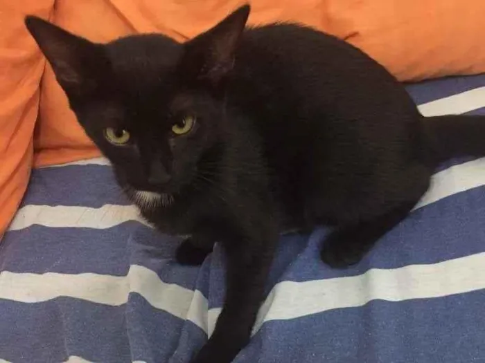 Gato ra a Não definida  idade 2 a 6 meses nome .