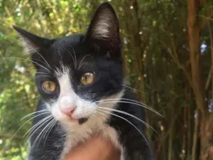 Gato raça Mestiço kurilian bobtail idade 7 a 11 meses nome Tom 