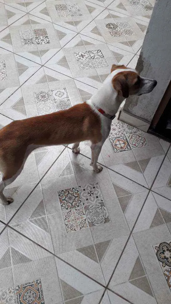 Cachorro ra a Sem Raça Definida idade 7 a 11 meses nome Clebinha