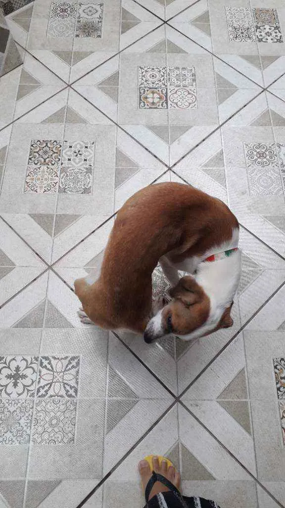 Cachorro ra a Sem Raça Definida idade 7 a 11 meses nome Clebinha