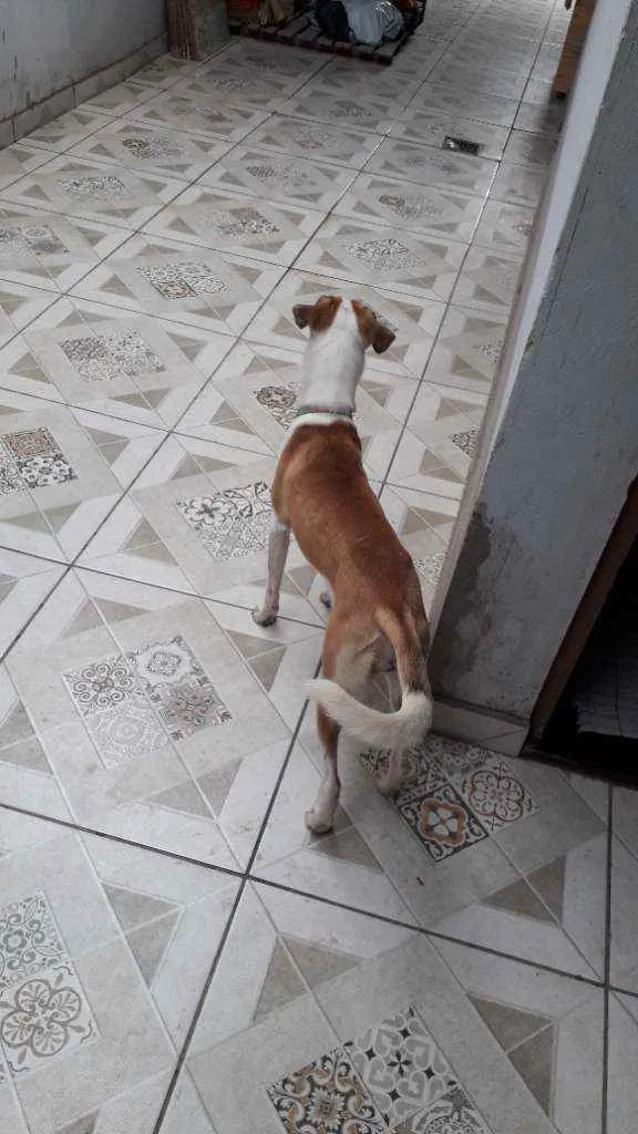 Cachorro ra a Sem Raça Definida idade 7 a 11 meses nome Clebinha