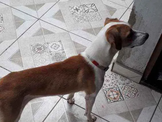 Cachorro ra a Sem Raça Definida idade 7 a 11 meses nome Clebinha