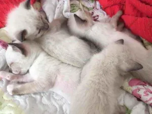 Gato raça Não definida idade 2 a 6 meses nome .