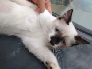 Gato raça seames idade 2 a 6 meses nome sem nome