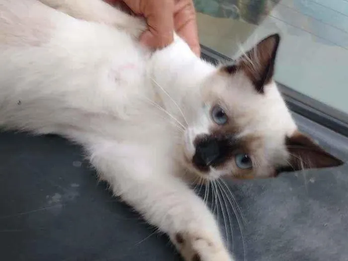 Gato raça seames idade 2 a 6 meses nome sem nome