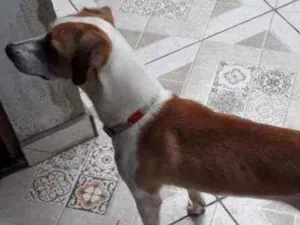 Cachorro raça Sem Raça Definida idade 7 a 11 meses nome Clebinha