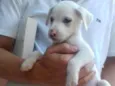 Zequinha, Polinho...